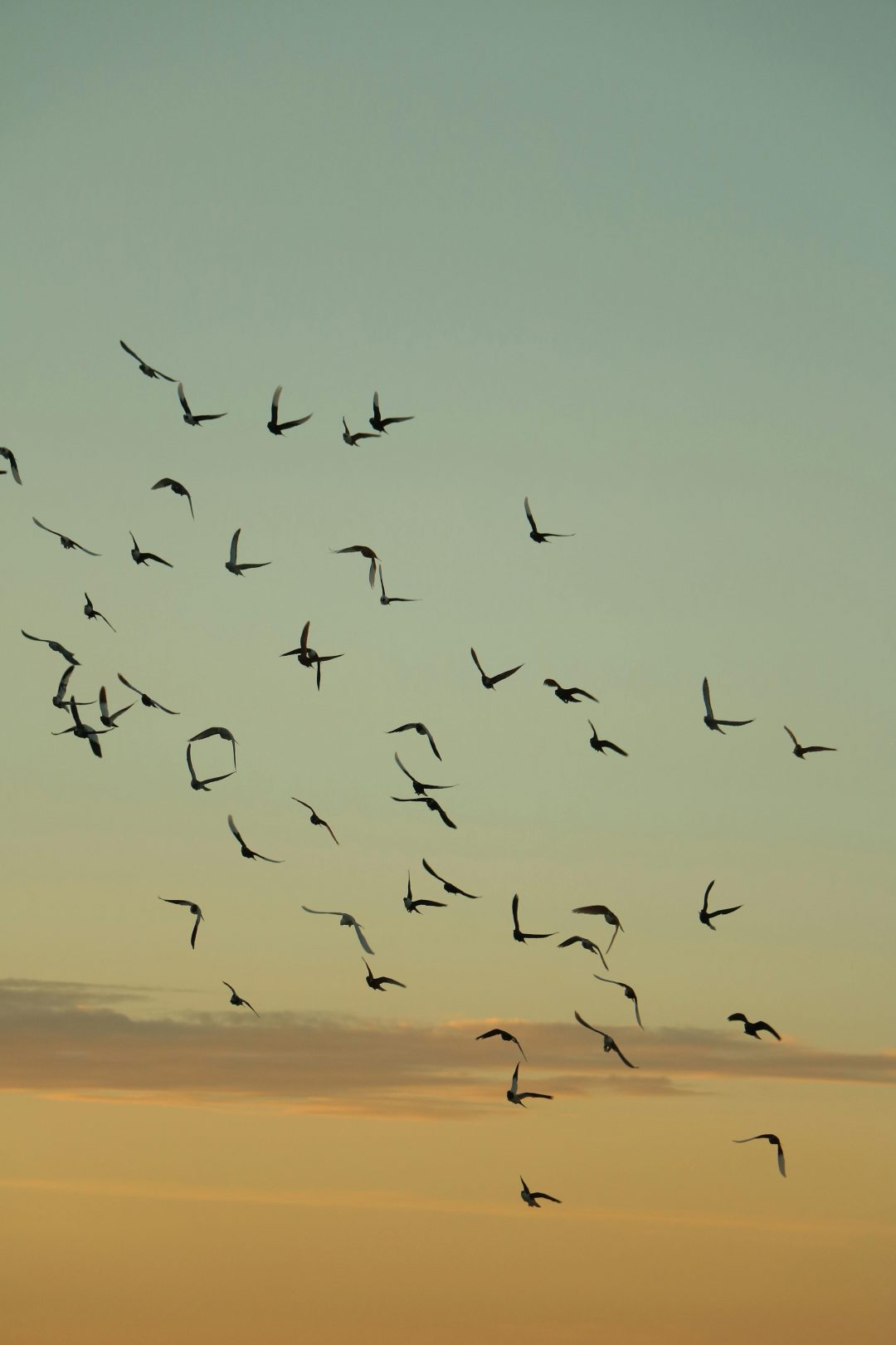 Ein Vogelschwarm am Himmel